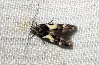 Teleiodes luculella