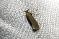 Glyphipterix fuscoviridella