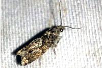 Epinotia immundana