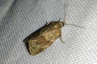 Syndemis musculana