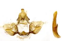 Syndemis musculana