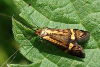 Nemophora degeerella