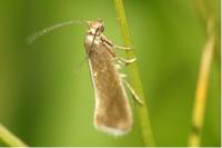 Glyphipterix fuscoviridella