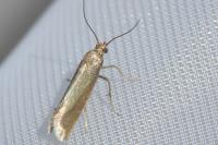 Glyphipterix fuscoviridella
