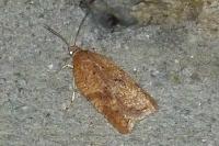 Acleris ferrugana/notana