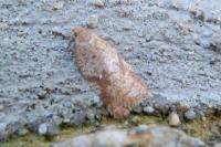 Acleris ferrugana/notana