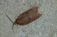 Acleris