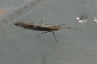 Plutella xylostella