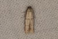 Dysspastus fallax
