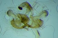 Coleophora variicornis