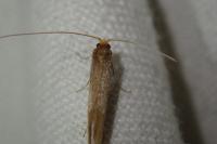 Nematopogon swammerdamella