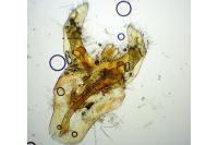 Nematopogon swammerdamella