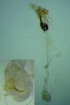 Coleophora discordella