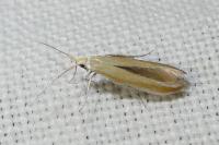 Coleophora brunneosignata