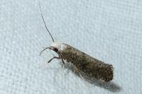 Swammerdamia compunctella
