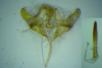 Swammerdamia compunctella
