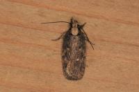 Depressaria