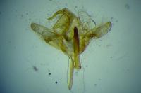 Swammerdamia compunctella