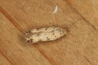 Pseudotelphusa