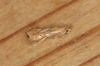 Phyllonorycter
