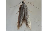 Scrobipalpa