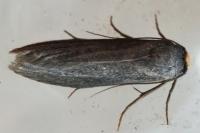 Agnoea