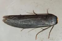 Agnoea