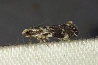 Dryadaula heindeli