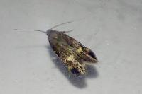 Borkhausenia minutella