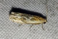 Eucosma cana
