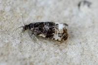 Endothenia