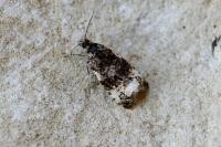 Endothenia