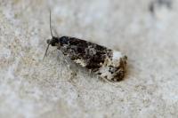 Endothenia