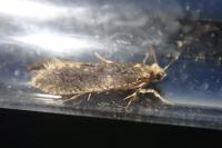 Monopis weaverella