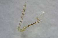 Monopis weaverella