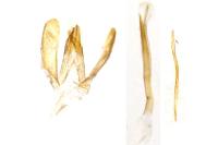 Monopis crocicapitella