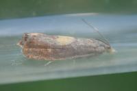 Dichrorampha alpinana