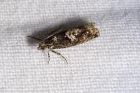 Epinotia immundana
