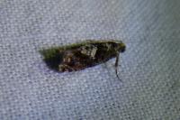 Epinotia immundana