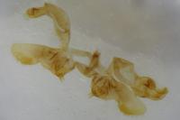 Bactra lancealana