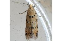 Pseudotelphusa occidentella