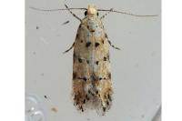 Pseudotelphusa occidentella