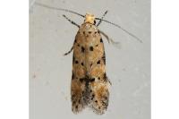 Pseudotelphusa occidentella