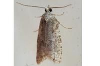 Cnephasia
