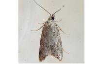 Cnephasia