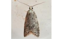 Cnephasia