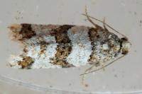 Isotrias rectifasciana