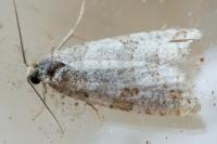 Isotrias rectifasciana