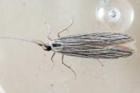 Coleophora