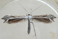 Calyciphora adamas